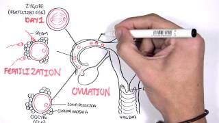 Embrology  Day 0 7 Fertilization Zygote Blastocyst [upl. by Nurse]