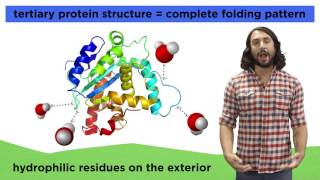 Protein Structure [upl. by Geehan]