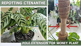 Repotting Fishbone Prayer Plant and Extending the Pole of Global Green Pothos [upl. by Lleon]