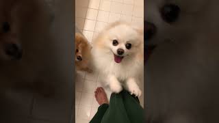 pomeranian barking \\happy mommy home [upl. by Assirehc867]