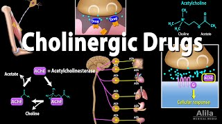 Cholinergic Drugs  Pharmacology Animation [upl. by Dominga]