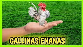 7 GALLINAS ENANAS y Gallos Kikirikis 🐔 Miniatura o Bantam [upl. by Taimi170]