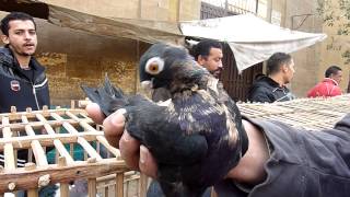 Egyptian pigeon market  Cairo [upl. by Schlesinger]