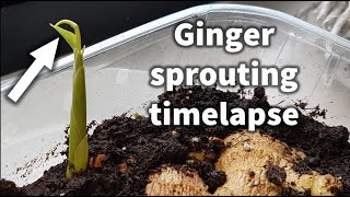 4K timelapse of edible ginger plant Zingiber officinale growing over 23 days [upl. by Pasol]