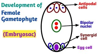 Development of Female gametophyte Embryo Sac  Reproduction in Lower and Higher Plants [upl. by Noiramaj]