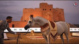 🇦🇪 FUJAIRAH ARABIAN HORSE BEAUTY CHAMPIONSHIP  Championship Day [upl. by Nossila]