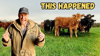 Cattle Turn Out 2024  Grassland Management  Happiest Cows In The World [upl. by Cedric268]