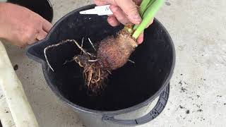 Repotting Hippeastrum Bulbs That Are Planted Too Low In Their Pot [upl. by Gnet]