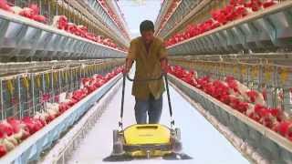 Poultry Farming  Open House Battery Cage System  Egg Production in India [upl. by Itnava]