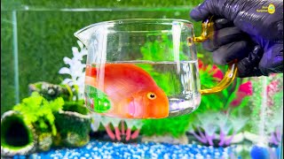 Colorful fishtank aquarium crayfish koi angelfish betta fish goldfish glofish tetra frog [upl. by Brownley910]