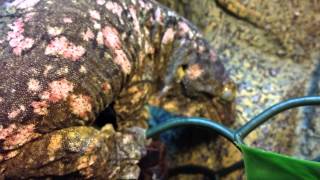 Giant Gecko Care Video 3 Social Structure [upl. by Rola3]