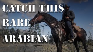 HOW TO GET THE WARPED BRINDLE ARABIAN HORSE Red Dead Redemption 2 [upl. by Lucina]