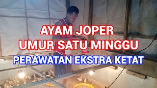 AYAM JOPER UMUR SATU MINGGU PERAWATAN HARUS EKSTRA KETAT [upl. by Ayhdnas]