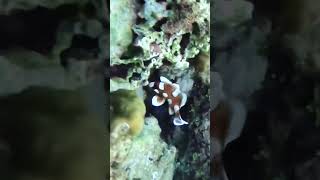 🌊 Harlequin fish steals the spotlight [upl. by Assiluy]