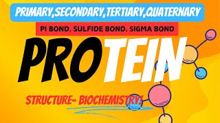 PROTEIN STRUCTURE PRIMARY SECONDARY TERTIARY QUATERNARY AND BONDS Biochemist cornerI MsBiochemist I [upl. by Hamlani]