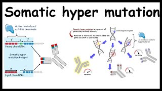 Somatic hypermutation  Generating antibody diversity [upl. by Rellim]