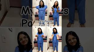 Myotomes part2  Physiotherapy Anatomy physiology [upl. by Florinda41]