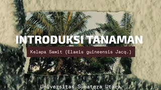 INTRODUKSI TANAMAN  KELAPA SAWIT Elaeis guineensis Jacq [upl. by Whyte]