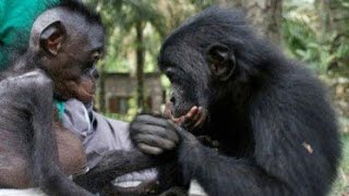 What Bonobos Can Teach Us [upl. by Sheela]