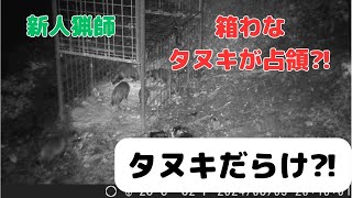 箱わなにタヌキが集結⁈困ってます！ 有害鳥獣捕獲 愛媛 [upl. by Alakam]