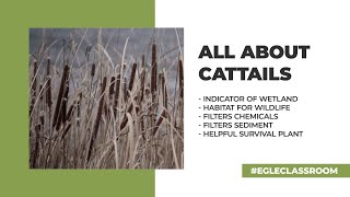 EGLE Classroom  All About Cattails FULL [upl. by Dhu]