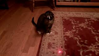 cat amp laser light Funtime LivingBeingo [upl. by Nitsyrc308]