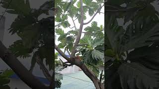 Breadfruit Kamansi tree [upl. by Dorweiler]