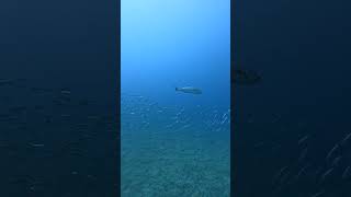 Amberjack hunting tenerife ocean scubadiving nature [upl. by Maddis64]