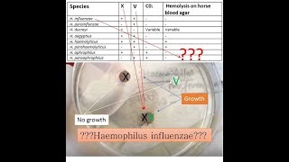 variety of Haemophilus species identification on basis of X VXV Blood agar and Xylose test [upl. by Ylurt]