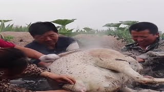 Massive Ostrich Cooked In Kiln  Roasting an Ostrich WHOLE  Cooking Wild  2023 [upl. by Lord]