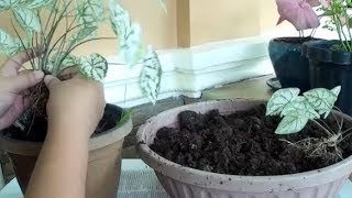 How to Propagate and Care White Caladium Plant [upl. by Jaela233]