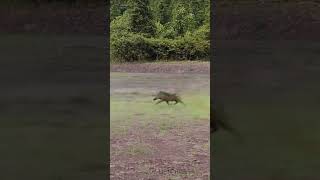 The Battle Between African Wild Dogs and Wild Boars [upl. by Sidran]