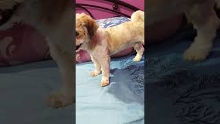 Good Boy Tintin youtubeshorts tintin doglover dog pets puppy automobilelovedog [upl. by Iniffit]