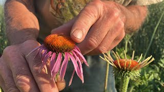 Echinacea purpurea  How to grow and harvest [upl. by Wurst]