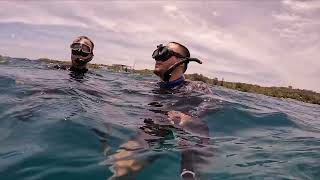 Ball Fish reef fun dives in Roatan Honduras [upl. by Danas]