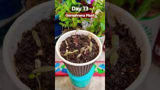 Grow Gomphrena From Seeds  How to sow Gomphrena  रक्तमल्लिका Gomphrena Seeds Germination [upl. by Ahtamas]