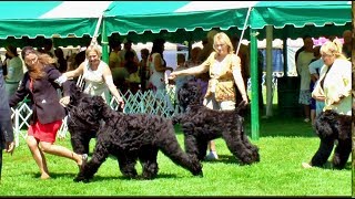 Black Russian Terrier [upl. by Jenks772]