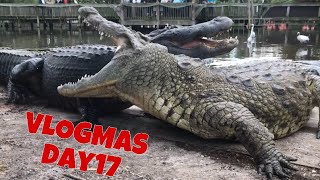 Lyle the Nile Crocodile VLOGMAS DAY 17 [upl. by Wey]