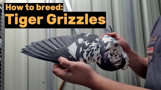 How to breed Black Tiger Grizzle Pigeons [upl. by Sabine]