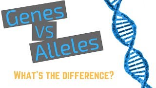 Genes vs Alleles [upl. by Roy]