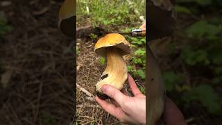 Porcini Mushroom ASMR Tapping amp Slicing a King Bolete Boletus edulis under pine in California [upl. by Kirschner]