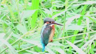 残堀川のカワセミ 20240922 MVI8831 Kingfisher [upl. by Tamara]