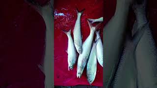 বাচা এবং ভুল মাছ কিনলামBacha and Bhul Fish [upl. by Leake]