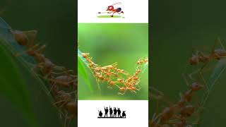 Ant Soldiers Bridges Amazing Behavior of Eciton burchellii Colonies [upl. by Ardnohs]