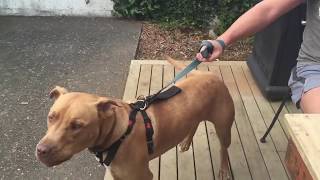 How to stop dog aggressive behavior towards people Quickly and easily [upl. by Ramsdell]