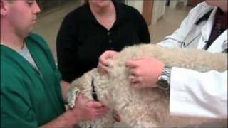 How to give a pet injections [upl. by Airreis]