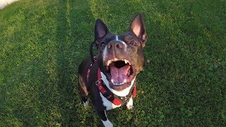 Amstaff Obedience Training Frisbee Throwing and Tracking [upl. by Isewk328]