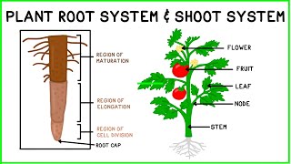 Plant Root System amp Shoot System [upl. by Abbate]