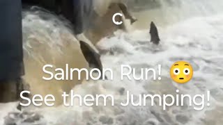 Salmon Run See them jumping 😳 nature salmonrun fishing livestream [upl. by Gnad]