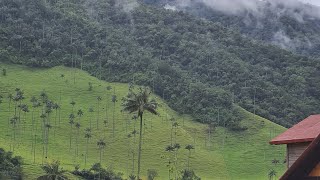 Ruta Medellin  Salento  Valle del cocora [upl. by Nosrettap949]